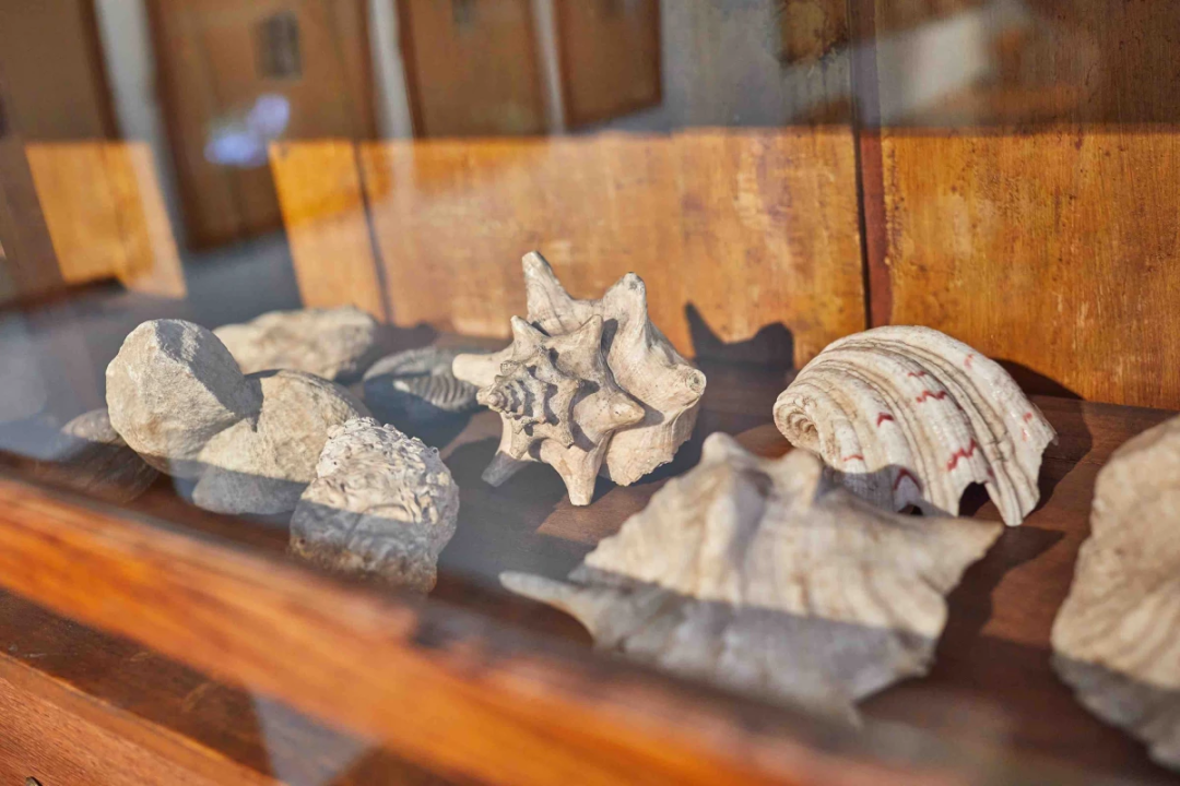 Verschiedene Muscheln und Fossilien, aufgereiht in einer Vitrine.